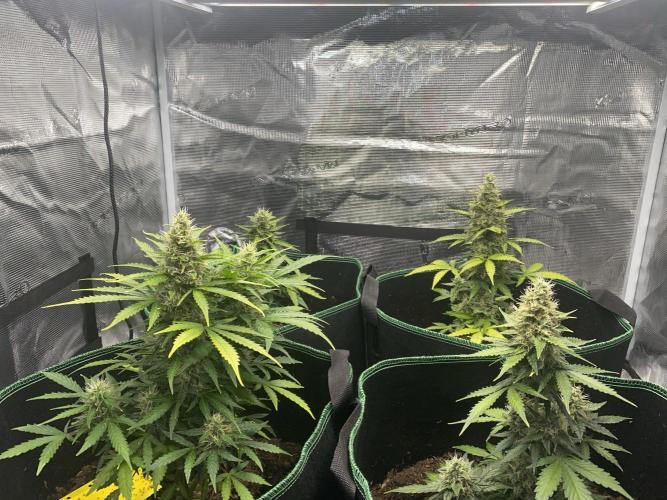 Mimosa Cake Auto. Week 6