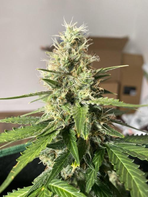 Mimosa Cake Auto. Week 6