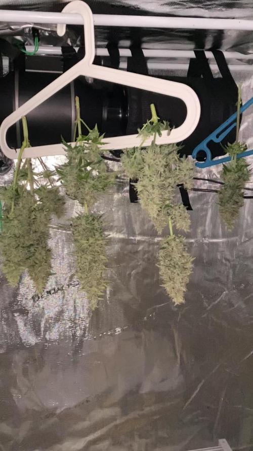 Mimosa Cake Auto