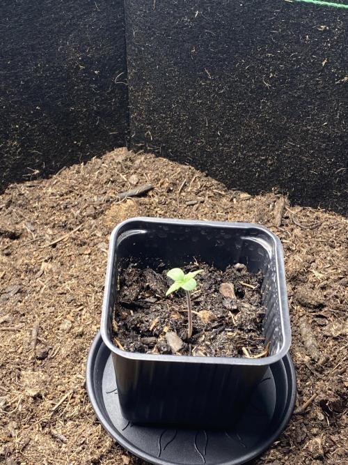 Mimosa Cake Auto. Week 0