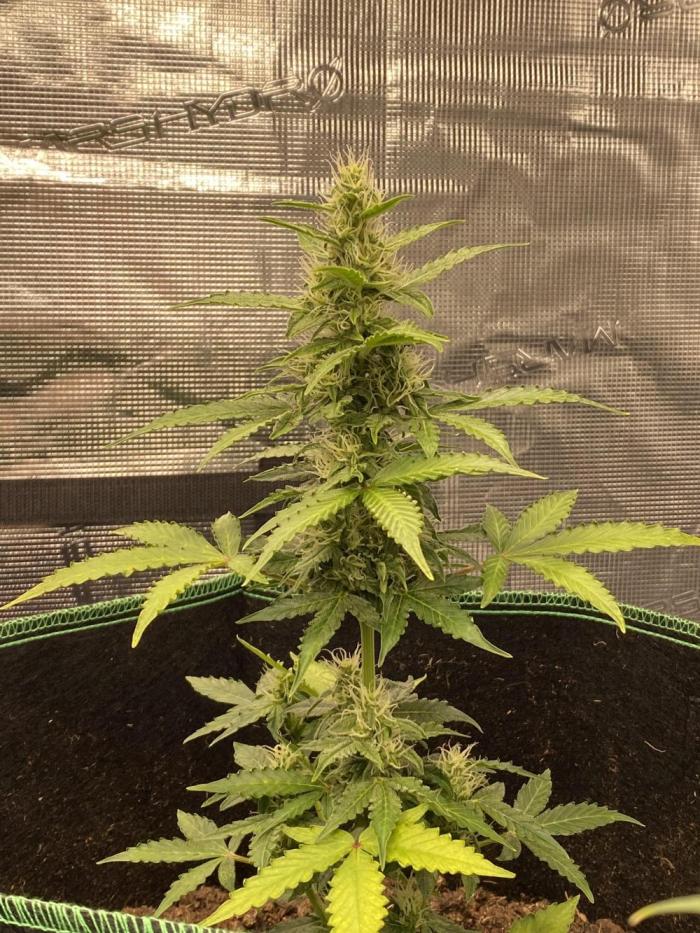 Mimosa Cake Auto. Week 4