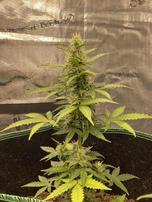 Mimosa Cake Auto. Week 4