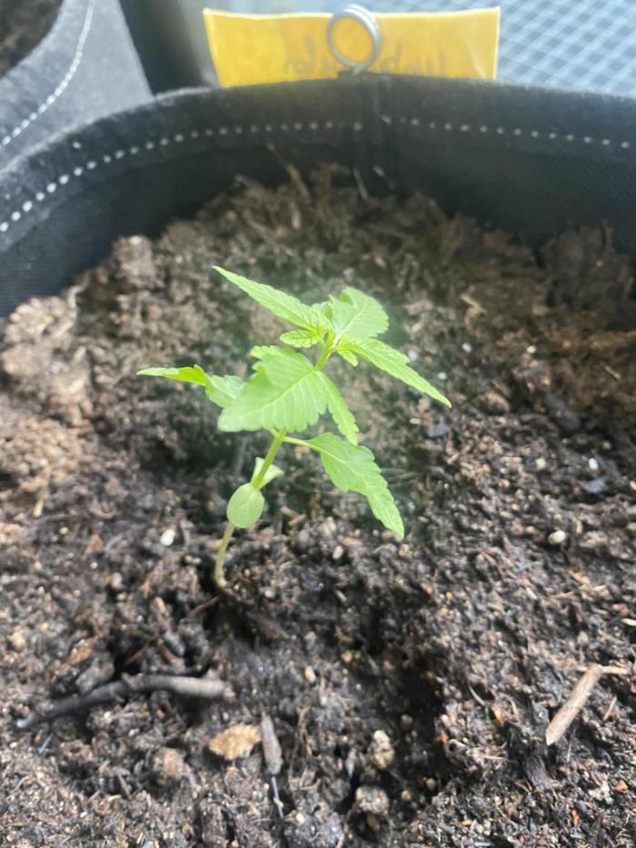 Lemon Orange. Week 0