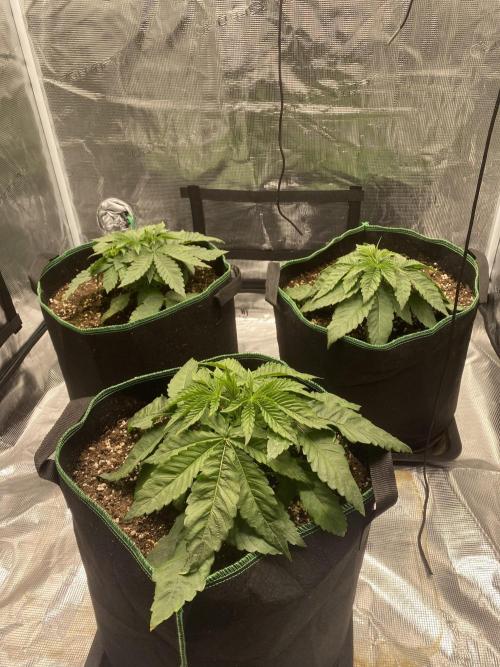 Lemon Orange. Week 8