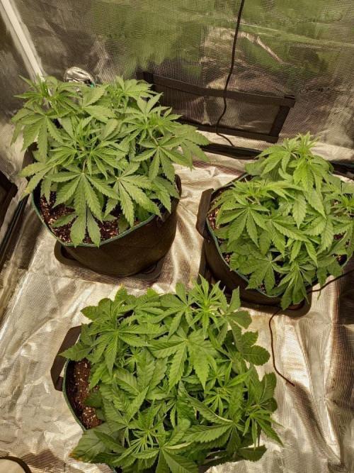 Lemon Orange. Week 8