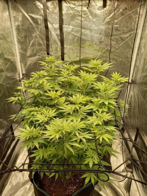 Lemon Orange. Week 8