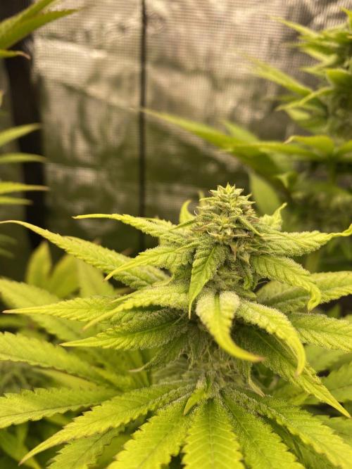 Lemon Orange. Week 8