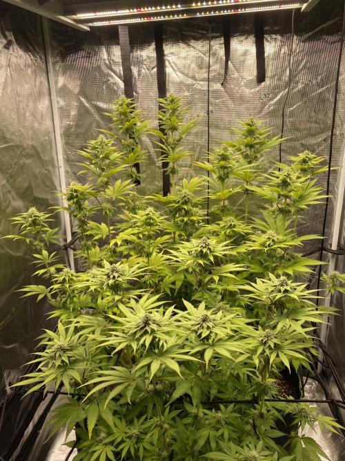 Lemon Orange. Week 9