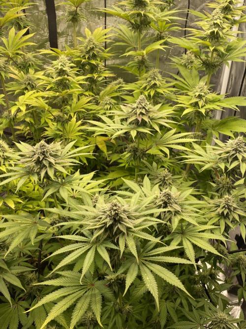 Lemon Orange. Week 9