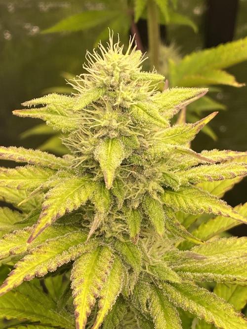Lemon Orange. Week 9