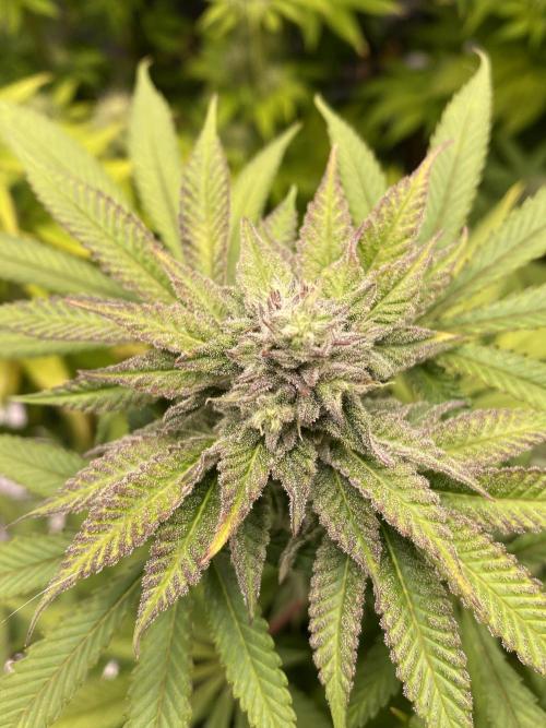 Lemon Orange. Week 9