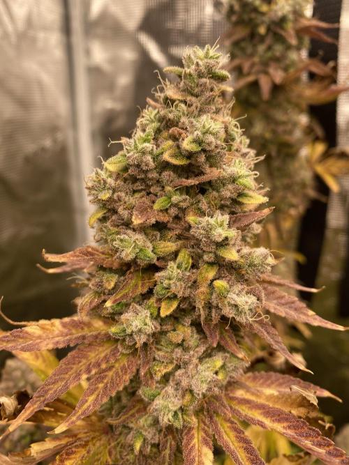 Lemon Orange. Week 9