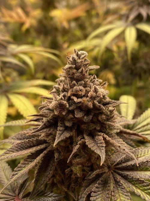 Lemon Orange. Week 9
