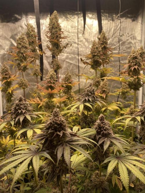 Lemon Orange. Week 9