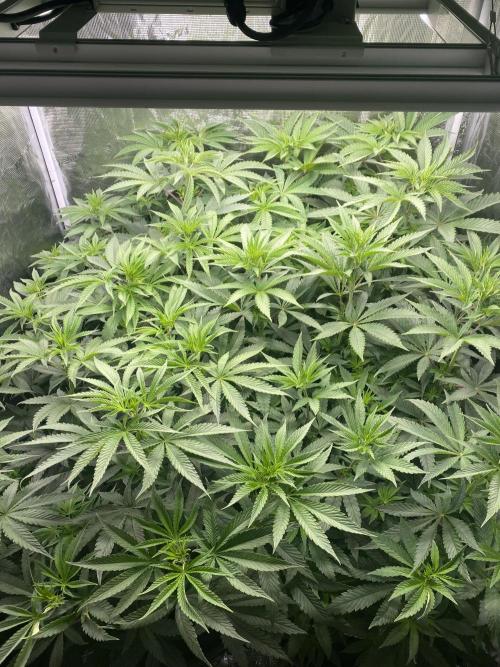 Red Red Wine. Week 9