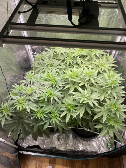 Red Red Wine. Week 9