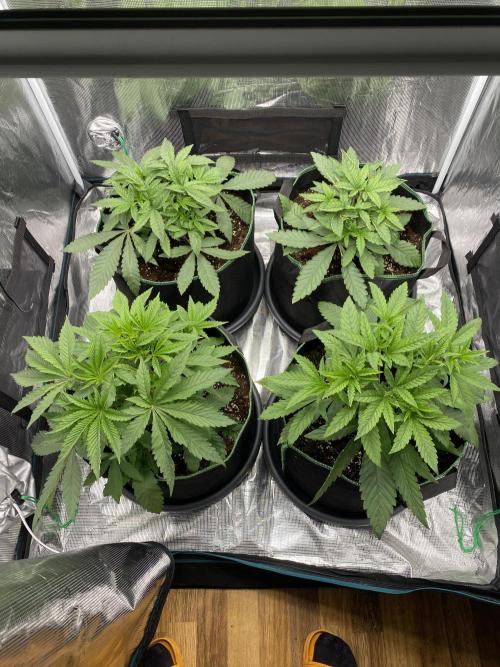 Red Red Wine. Week 9