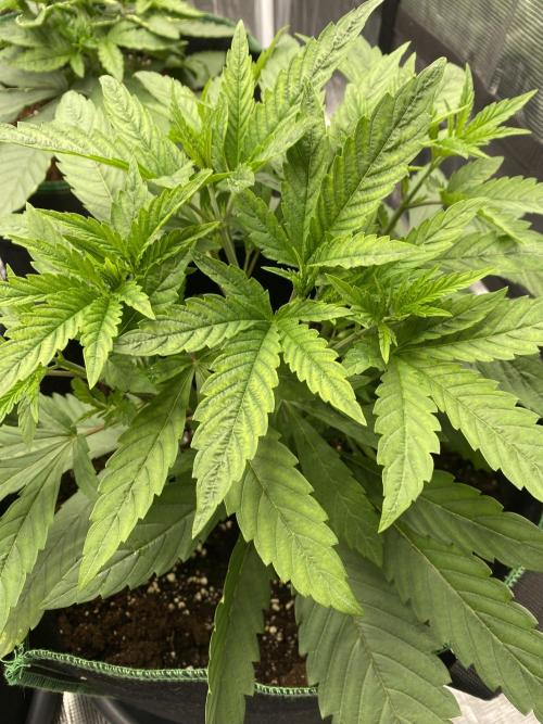 Red Red Wine. Week 9