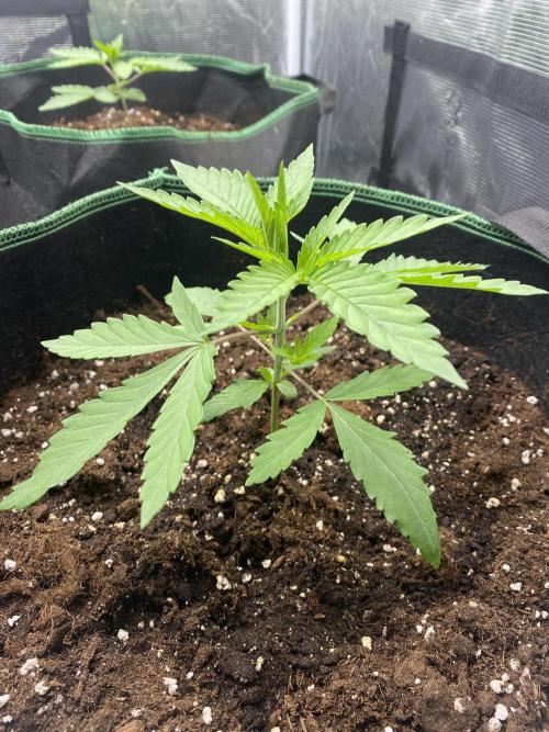 Red Red Wine. Week 9