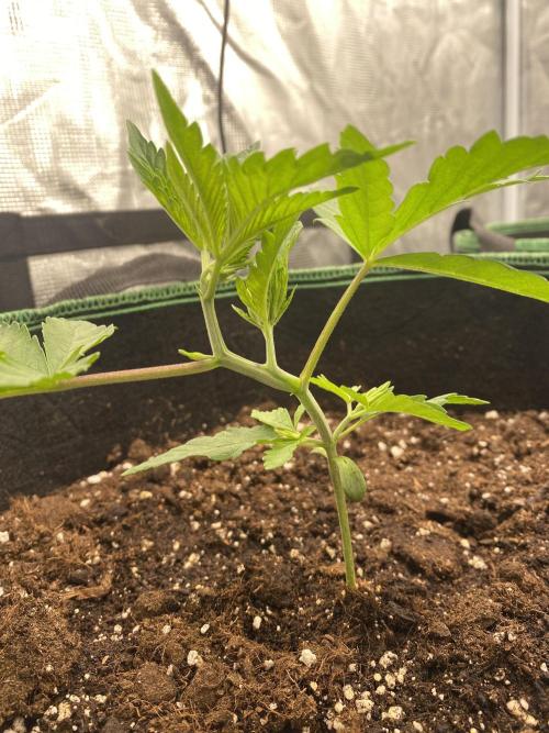 Red Red Wine. Week 9