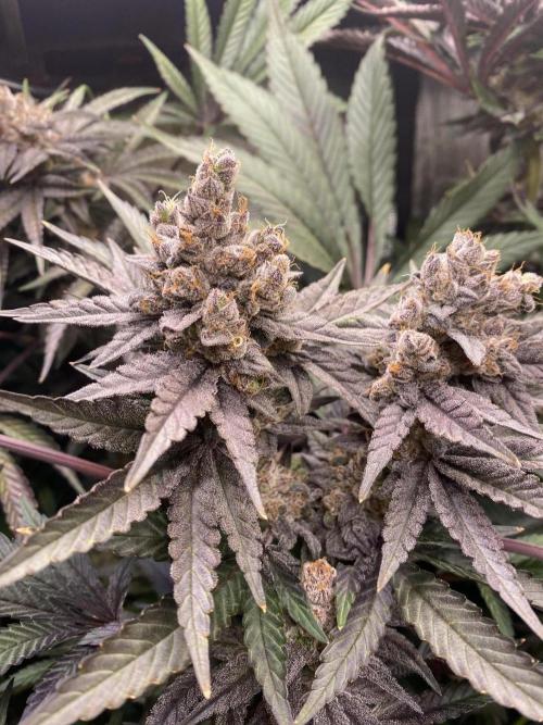 Red Red Wine. Week 10