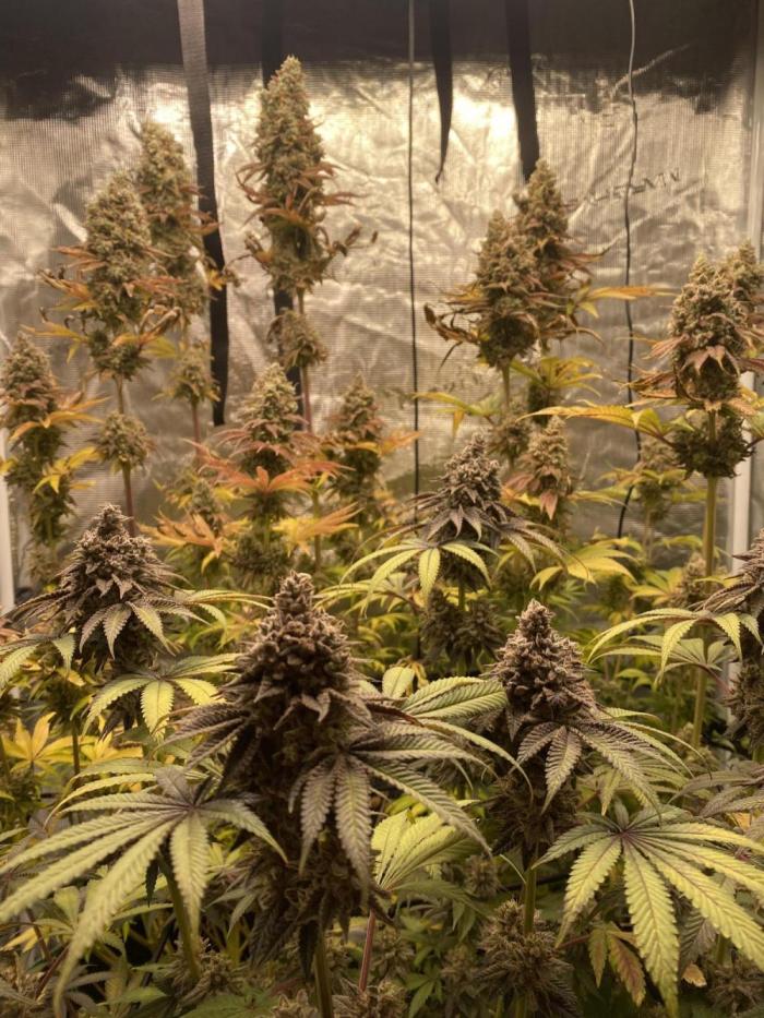 Lemon Orange. Week 10