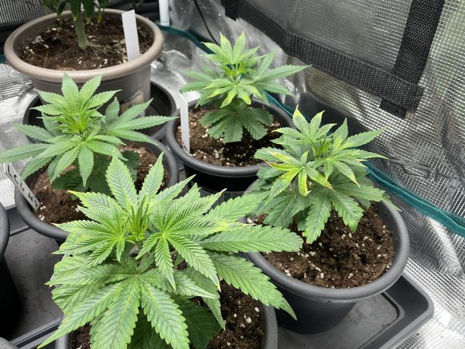 Lemon Cherry Gelato. Week 2