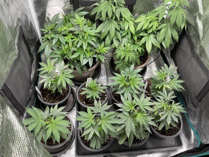 Lemon Cherry Gelato. Week 2