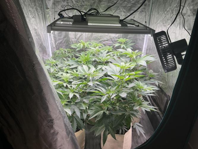 Lemon Cherry Gelato. Week 5