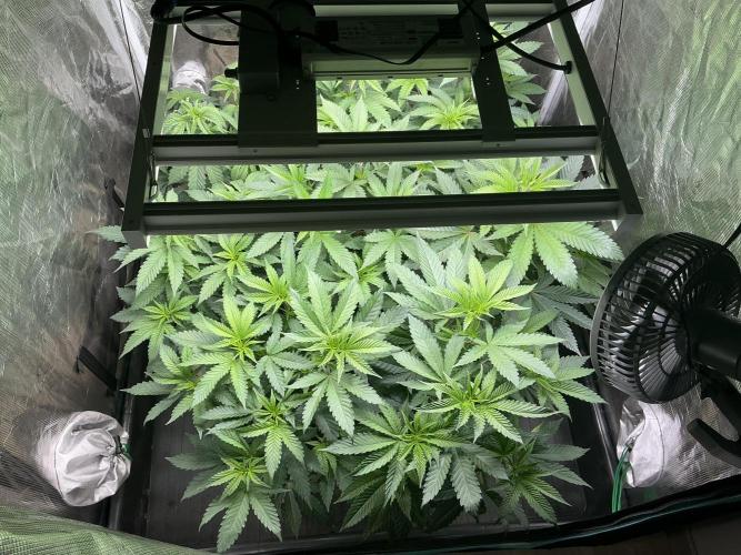 Lemon Cherry Gelato. Week 5