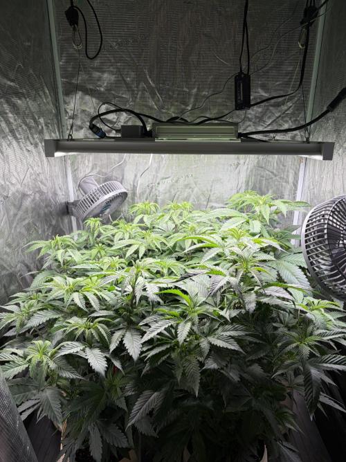 Lemon Cherry Gelato. Week 6
