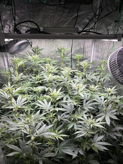 Lemon Cherry Gelato. Week 9