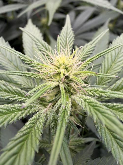 Lemon Cherry Gelato. Week 9