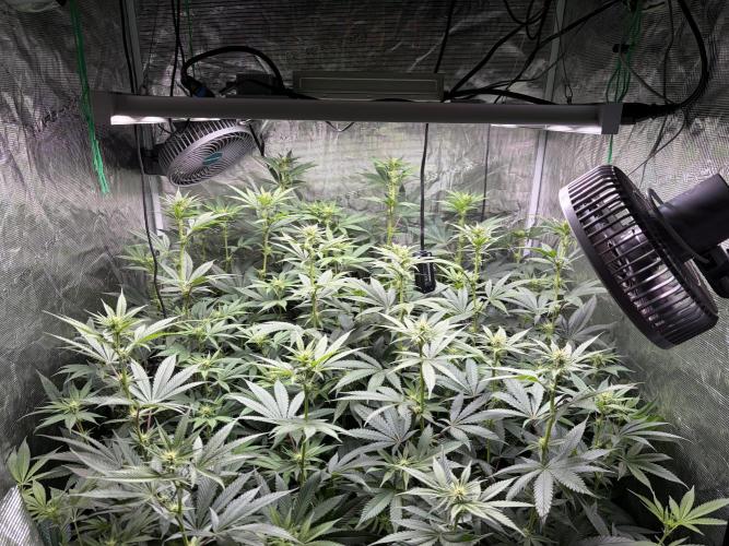 Lemon Cherry Gelato. Week 9