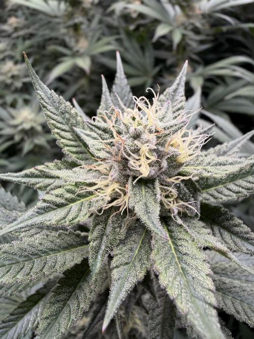 Lemon Cherry Gelato. Week 12