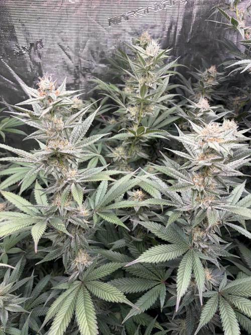 Lemon Cherry Gelato. Week 12