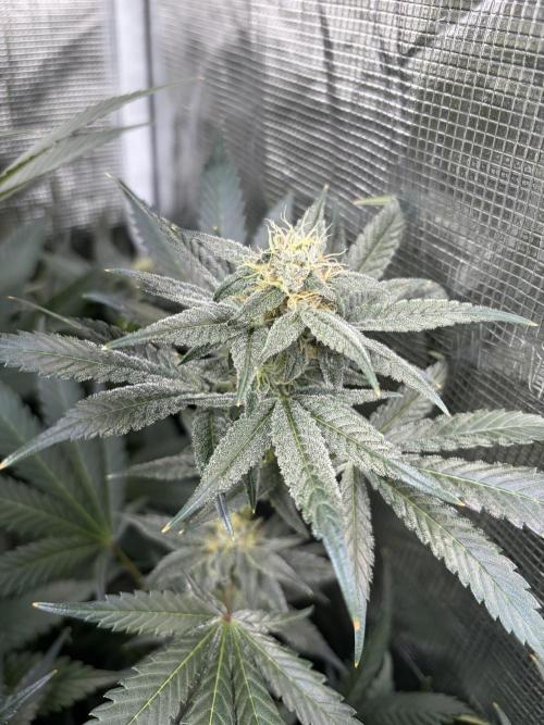 Lemon Cherry Gelato. Week 12