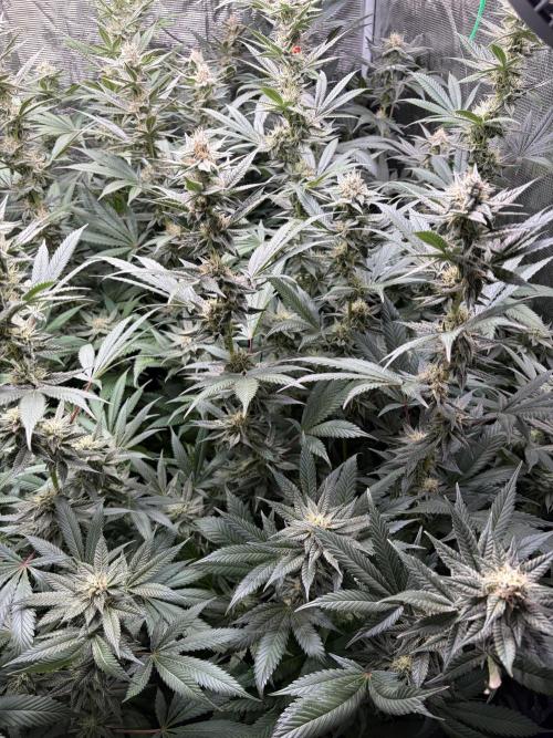 Lemon Cherry Gelato. Week 13