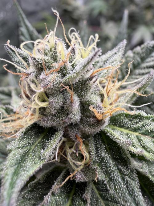 Lemon Cherry Gelato. Week 13