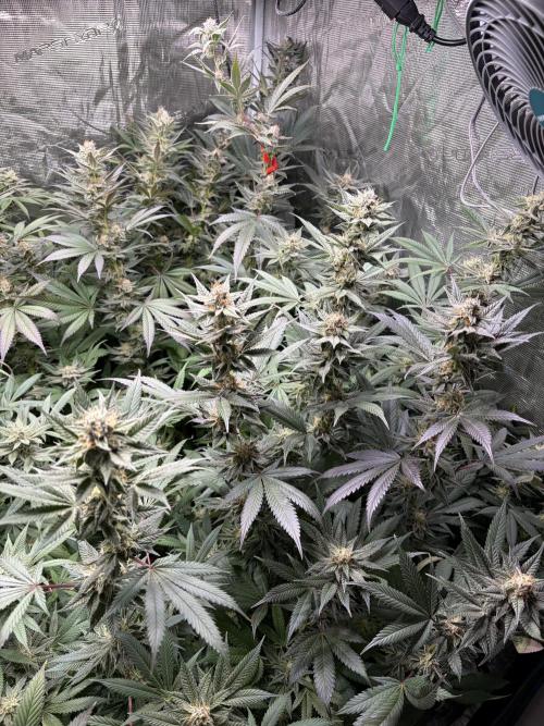 Lemon Cherry Gelato. Week 13