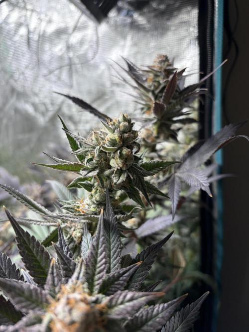 Lemon Cherry Gelato. Week 15