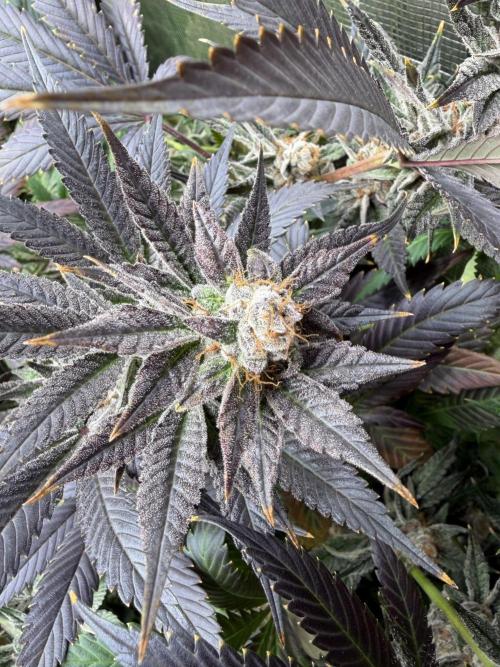 Lemon Cherry Gelato. Week 15