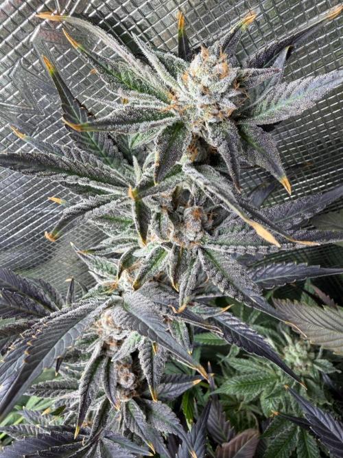 Lemon Cherry Gelato. Week 15
