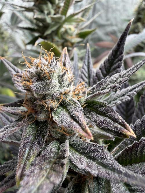 Lemon Cherry Gelato. Week 15
