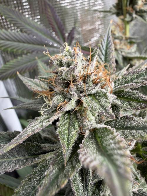 Lemon Cherry Gelato. Week 15