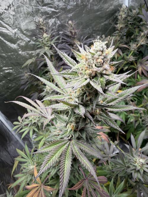 Lemon Cherry Gelato. Week 15