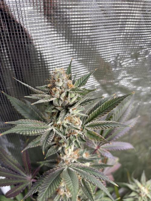 Lemon Cherry Gelato. Week 15