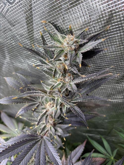 Lemon Cherry Gelato. Week 15