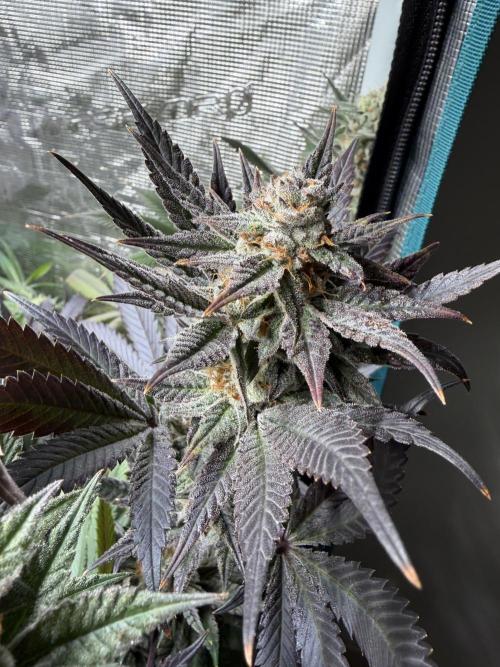 Lemon Cherry Gelato. Week 15