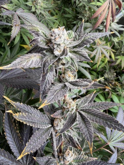 Lemon Cherry Gelato. Week 15